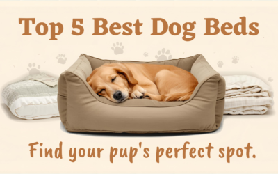 Top 5 Best Dog Beds